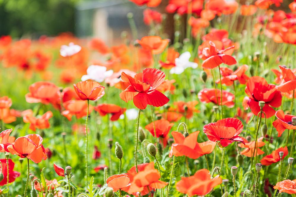 Castroville-Texas-USA-Wild poppies in the Texas Hill Country